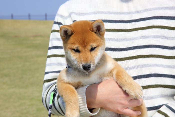 抱っこされている柴犬