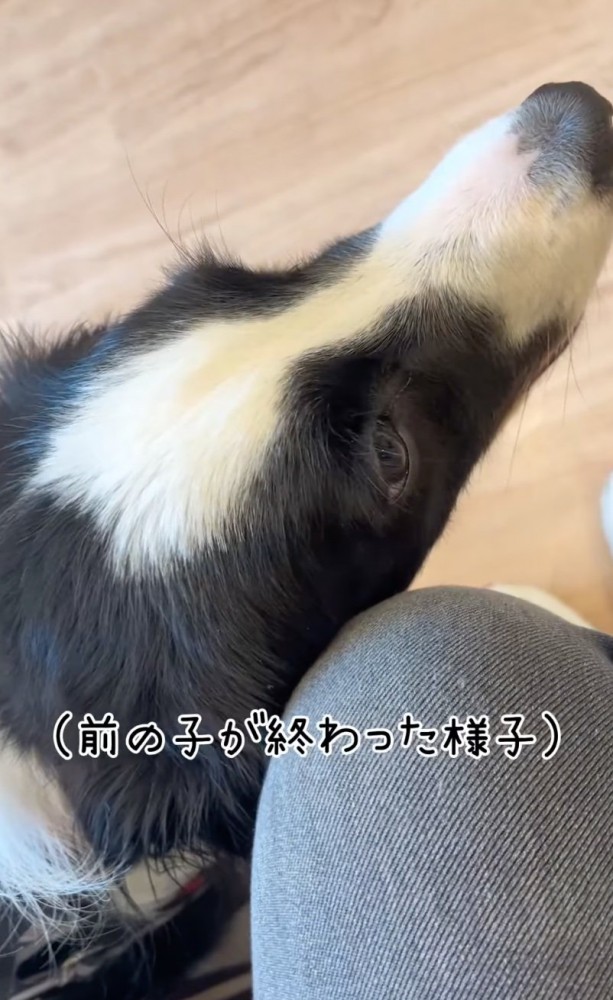 不安そうに隣に並ぶ犬