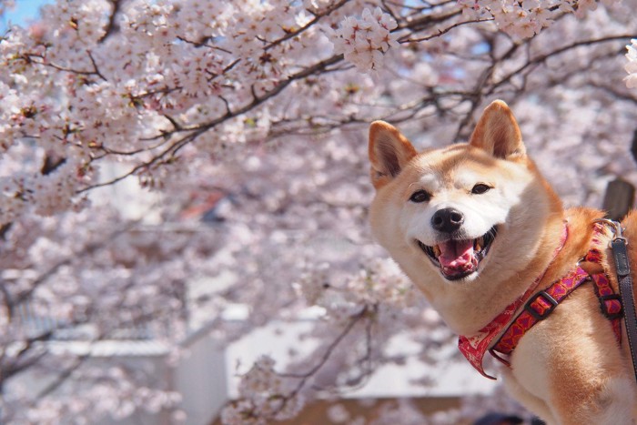 柴犬と桜
