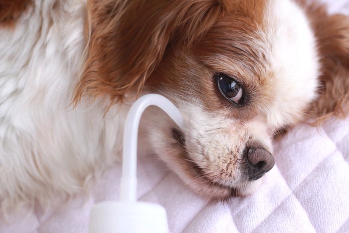 ストローで水分補給をする老犬