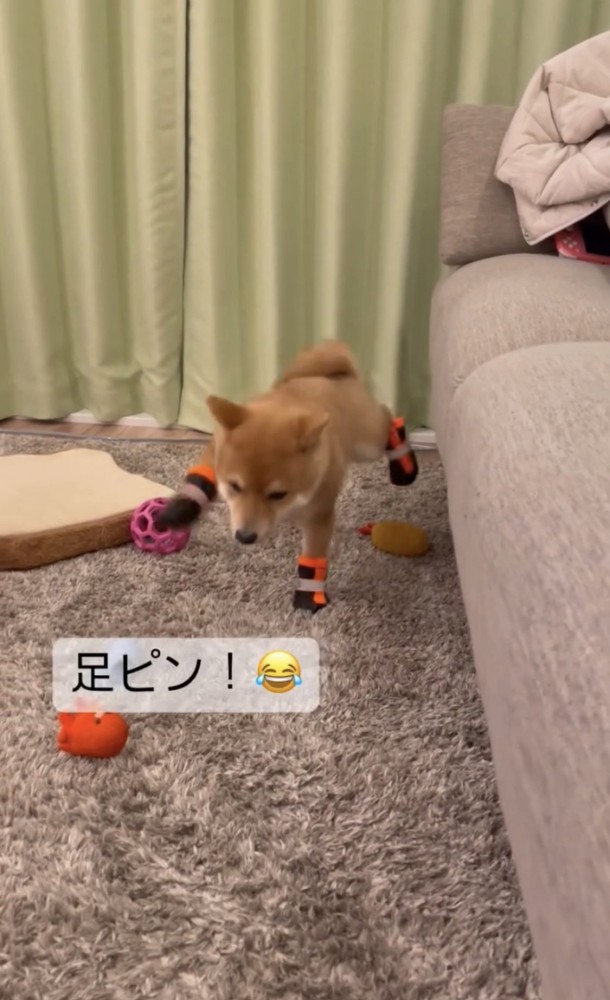 靴の練習をする犬1