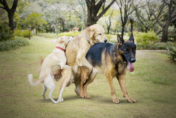 マウンティングする3匹の犬