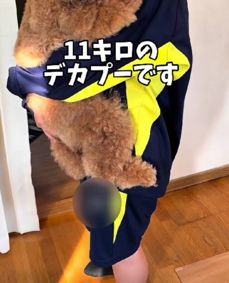 いっきゅうちゃんは…