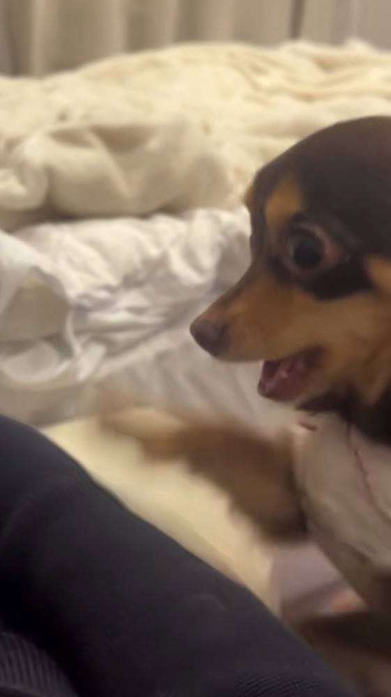 目がキマッていく犬