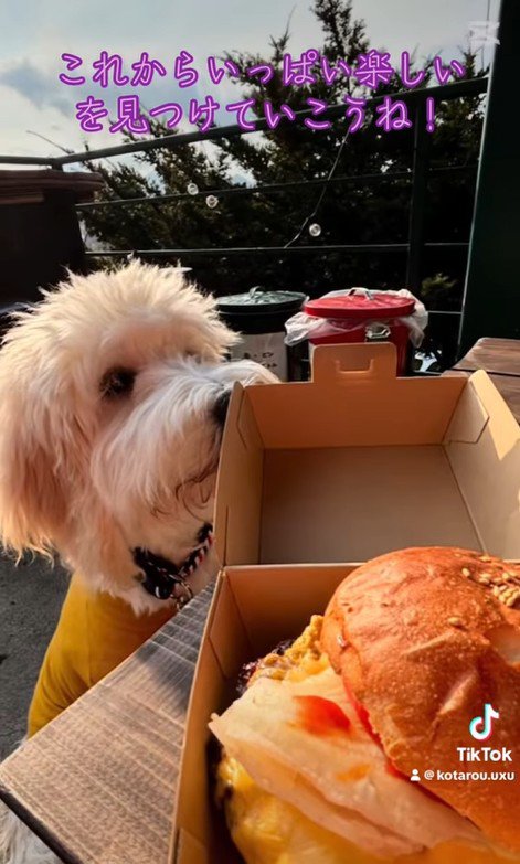 アグちゃんをお迎えするまで⑩