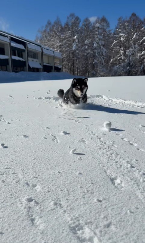 ももちゃんの雪遊び