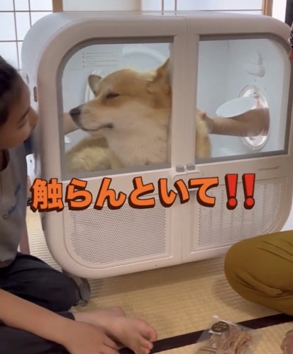 顔を背ける犬