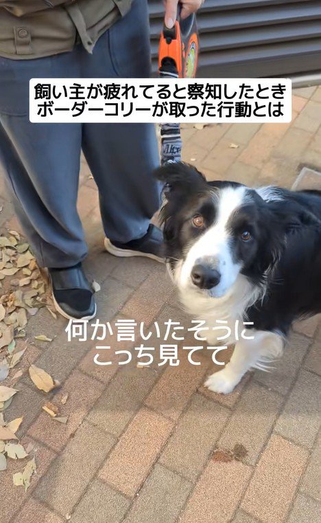 ジッピーくんの気遣い2