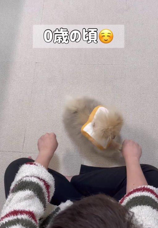飼い主さんの右腕のそばに小型犬