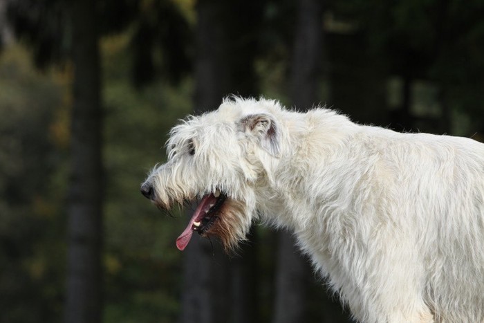 呼吸の早い犬