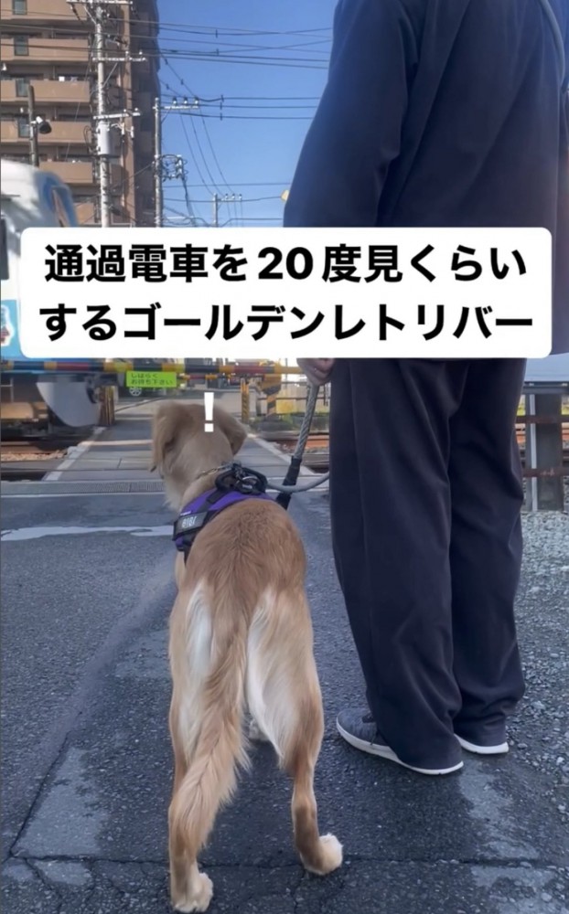 踏切を待つ犬