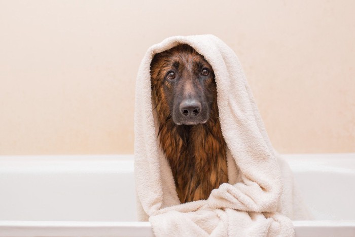 タオルを被った犬
