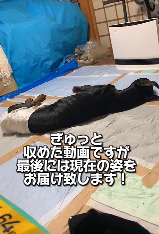 タイソンくんが回復するまで2