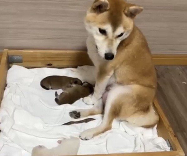 子犬たちを見守る犬