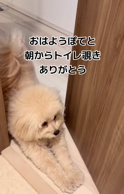伸びをするぽてとちゃん