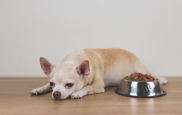 フードが入った食器のそばで伏せる犬