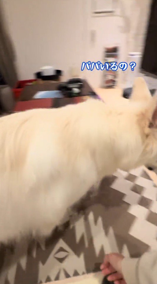女性の話を聞いてドアに向かう犬