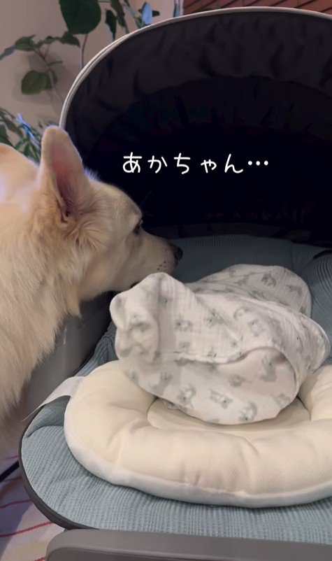 赤ちゃんが泣いた時のワンダくん