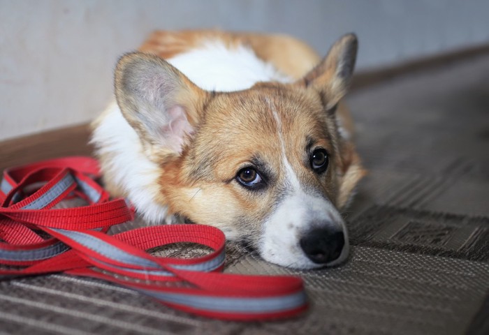 散歩に行きたそうな犬