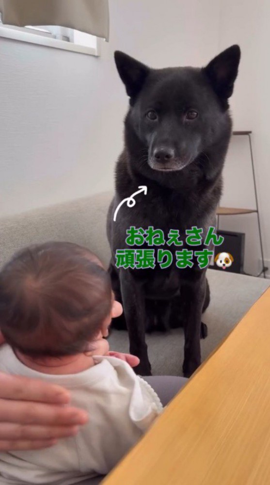 ソファの上に座って、赤ちゃんと見つめ合う犬