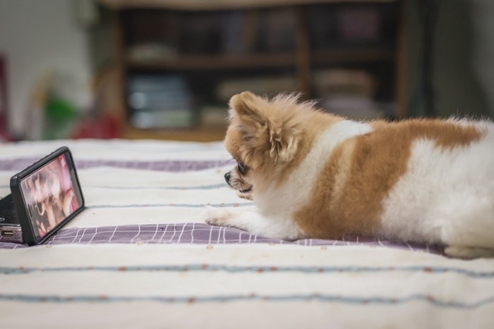 画面を見る犬