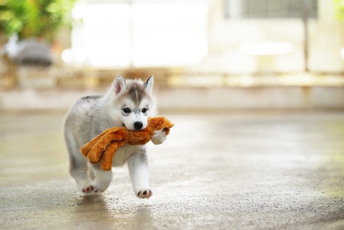 おもちゃのぬいぐるみを運ぶ子犬