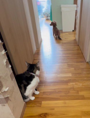猫ちゃんに完全敗北!?