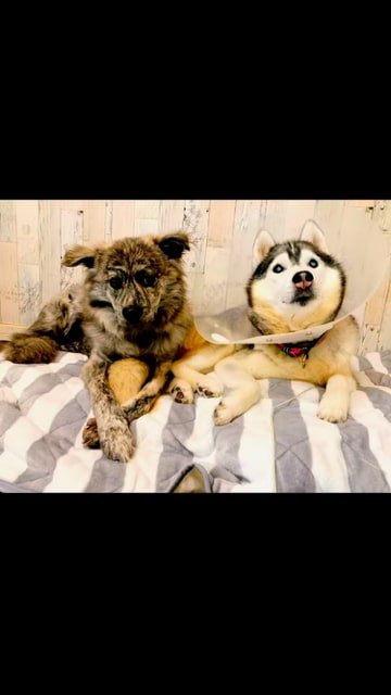 エリザベスカラーをつけ、先住犬とすわるハスキー