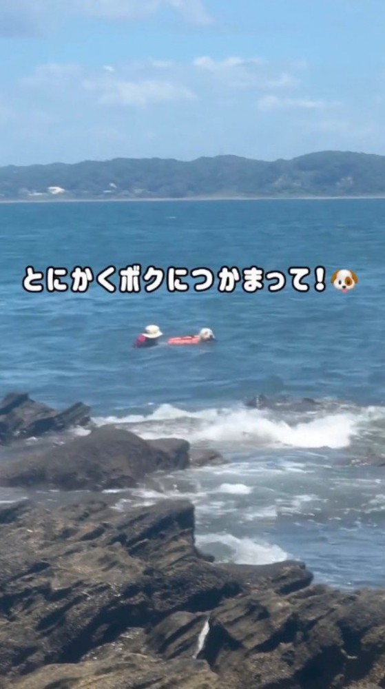 女性を陸に案内するように泳ぐ犬