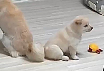 小さなわんこ!?