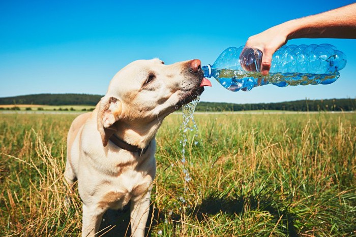 水を飲む犬