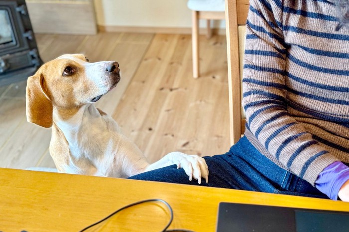 手を乗せてくる犬