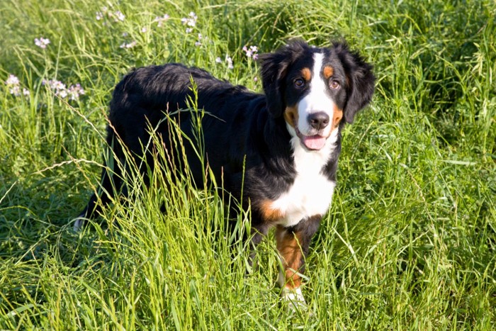 草むらに入る犬