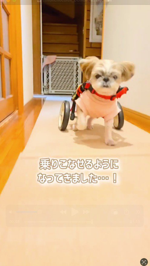 車椅子に乗って廊下を走る犬