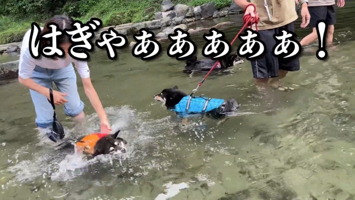 川に入ったら大慌て！