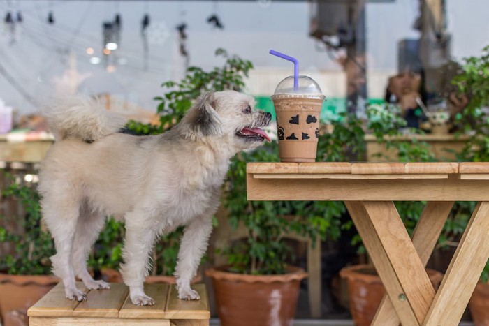 カフェの椅子の上に立つ垂れ耳の犬