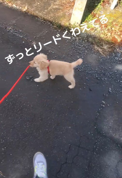 リードを咥えたままトコトコ…♪