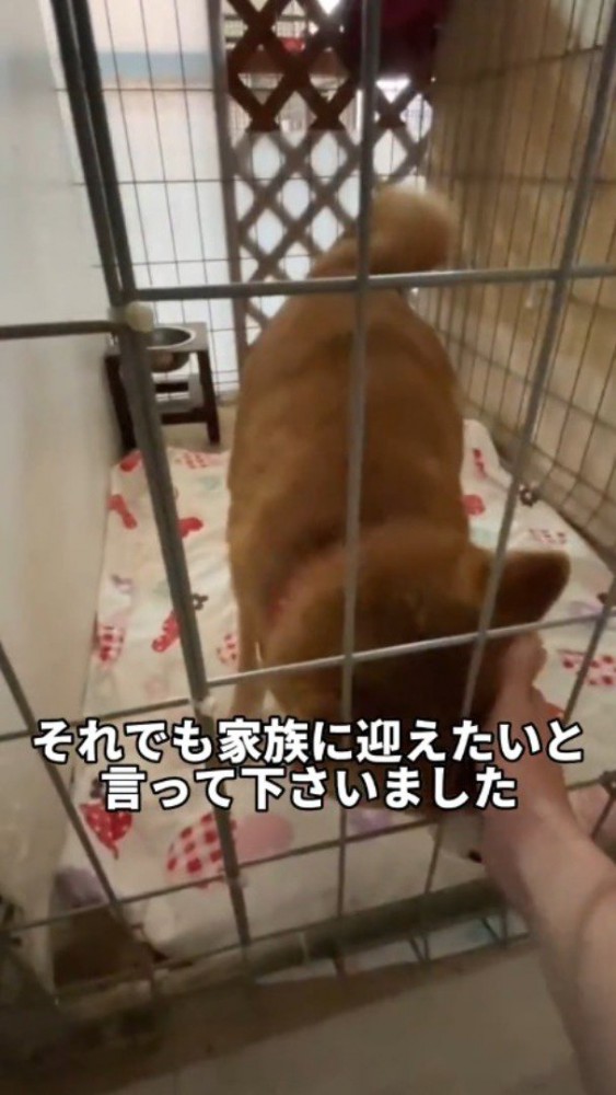 ケージ越しに顔を撫でられる犬