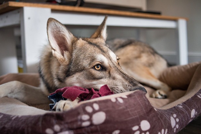 犬用ベッドに入るウルフドッグ