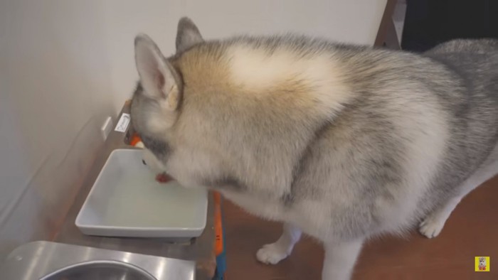 お水を飲むもんちゃん