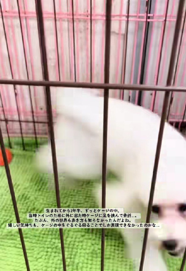 売られてしまった