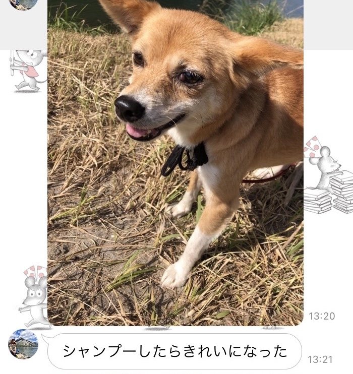 外で笑顔の犬