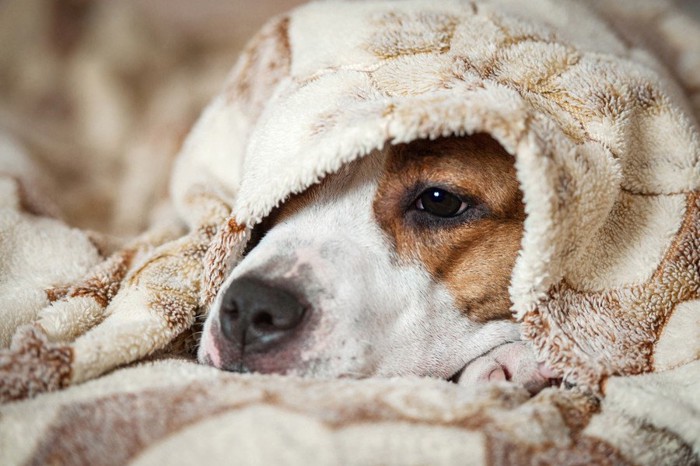 毛布にくるまる犬