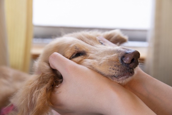 愛犬を褒めている