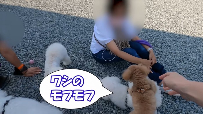 女性に群がる犬たち