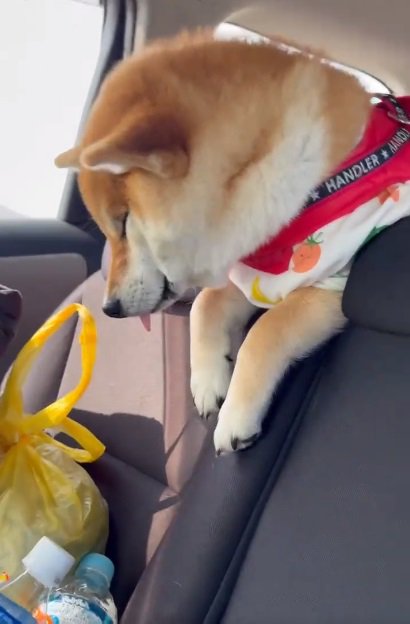 舌が出てるむぎさん