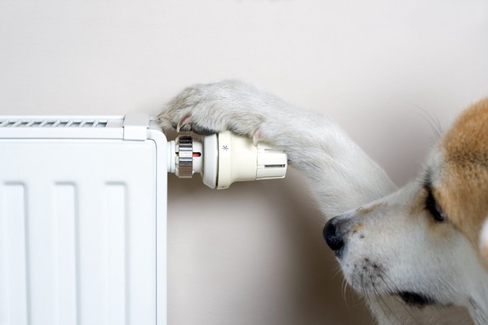 暖房のバルブに前脚をかける犬