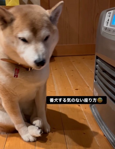 ヒーター前に座る柴犬