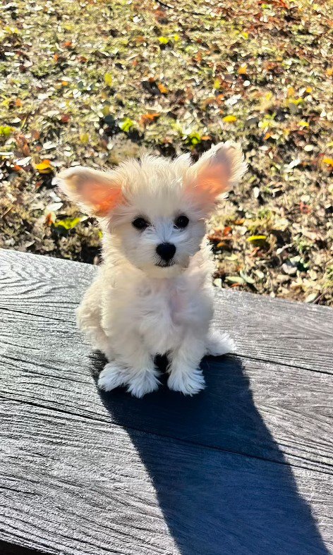 そらちゃんのお耳の変化5