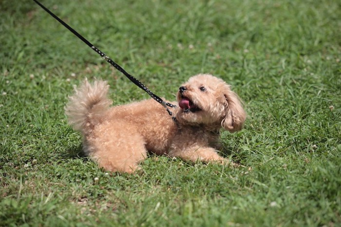 散歩中に座って抵抗する犬